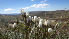 Gentianella muelleriana