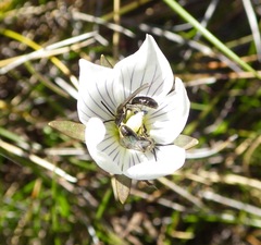 Gentianella muelleriana