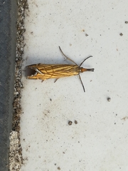 Chrysocramboides craterella