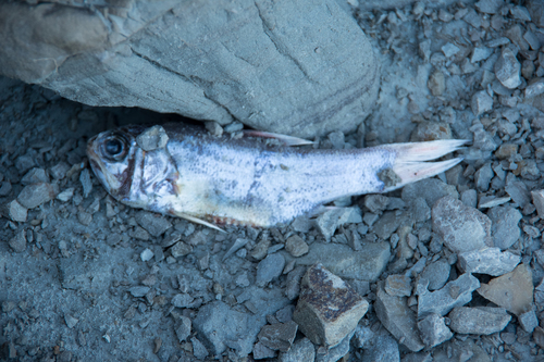 Optivus elongatus