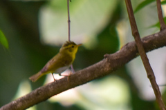 Phylloscopus cantator