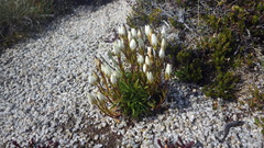 Gentianella muelleriana