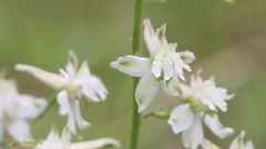 Delphinium gypsophilum