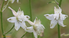 Delphinium gypsophilum