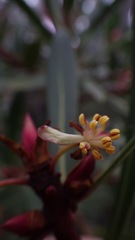 Tasmannia xerophila