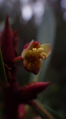 Tasmannia xerophila