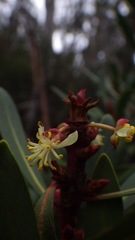 Tasmannia xerophila
