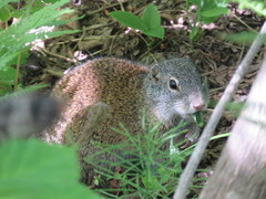 Poliocitellus franklinii