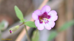 Erythranthe sierrae