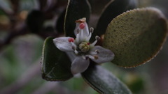 Nematolepis ovatifolia