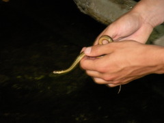 Thamnophis hammondii