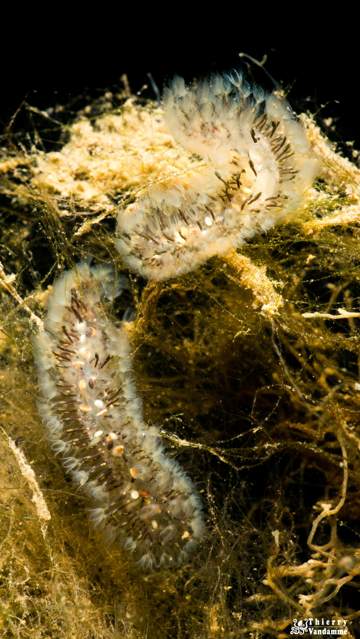 Cristatella mucedo Cuvier, 1798