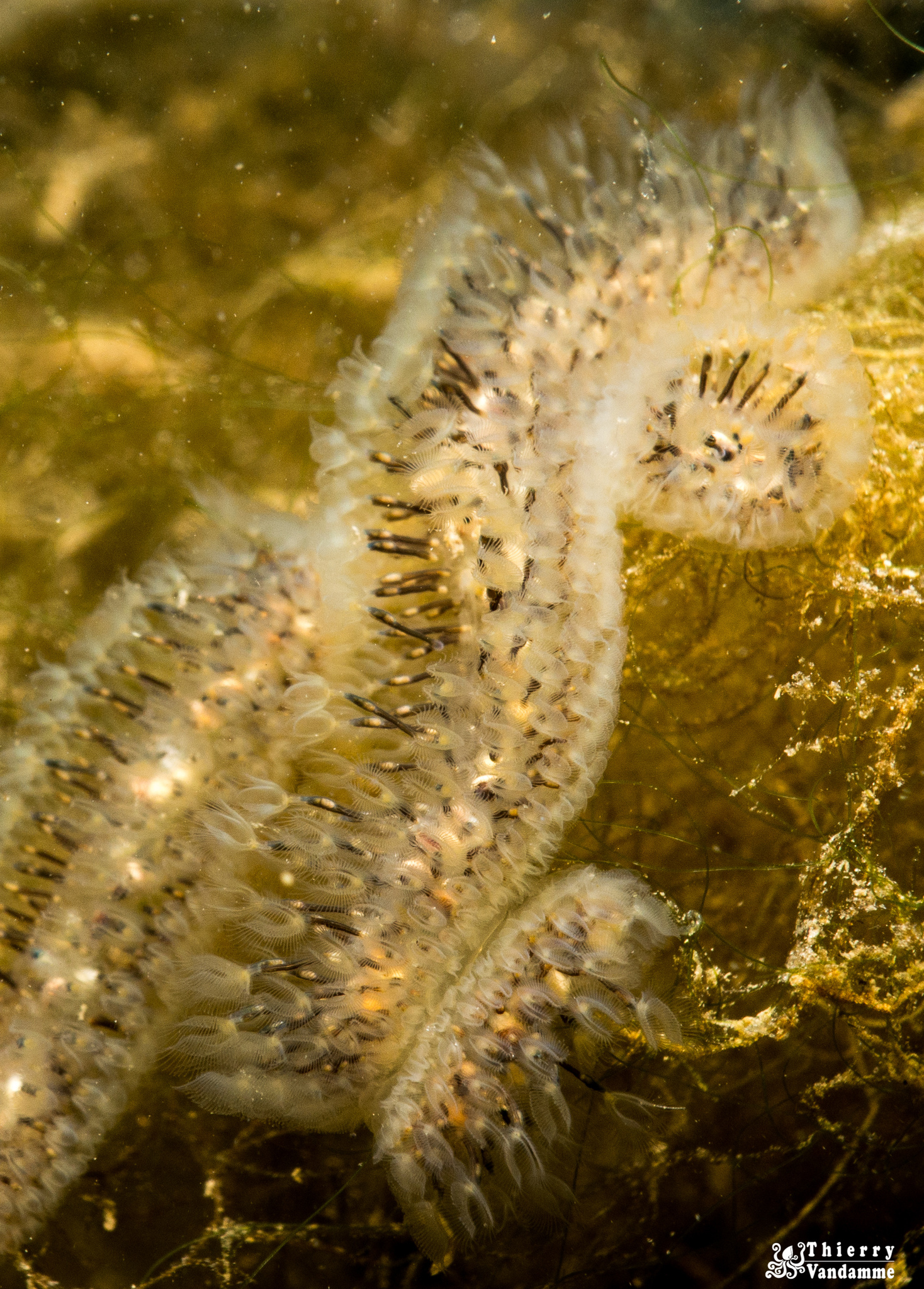 Cristatella mucedo Cuvier, 1798