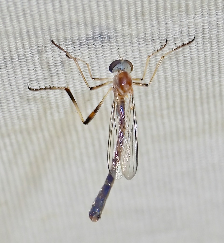 Red-backed Pixie