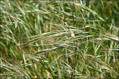 Bromus rigidus