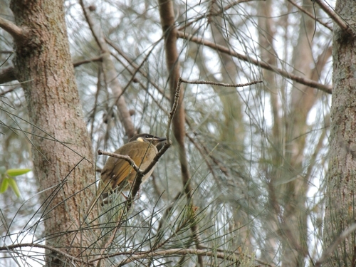 Meliphaga lewinii