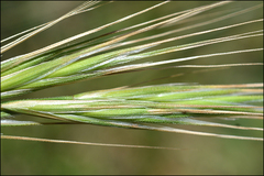 Bromus rigidus