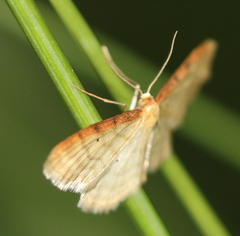 Idaea humiliata