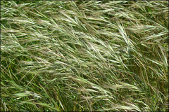 Bromus rigidus