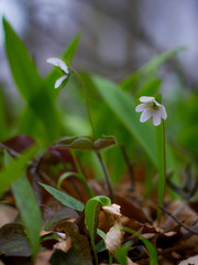 Hepatica acutiloba