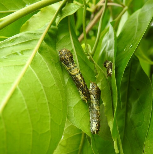 Lime Swallowtail
