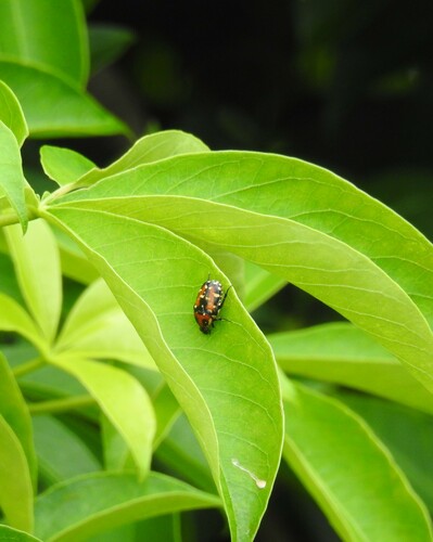 Indian Flower Chafer