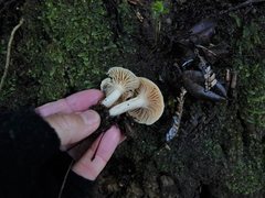 Camarophyllus pratensis gracilis