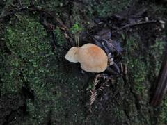 Camarophyllus pratensis gracilis