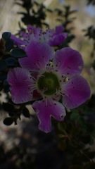 Leptospermum rotundifolium