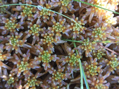Obtuse Peat Moss (Sphagnum obtusum)