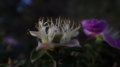 Leptospermum squarrosum
