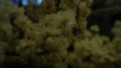 Acacia suaveolens
