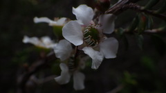 Leptospermum squarrosum