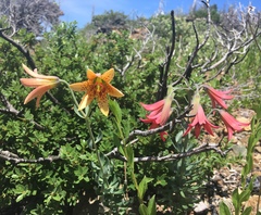 Lilium bolanderi