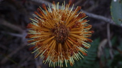 Banksia paludosa