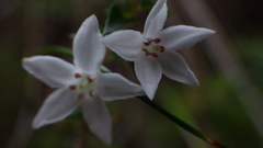 Epacris pulchella