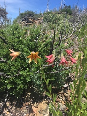 Lilium bolanderi