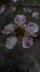 Leptospermum squarrosum