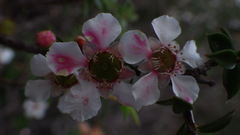 Leptospermum squarrosum