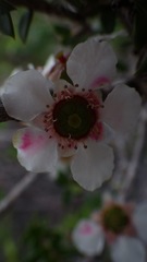 Leptospermum squarrosum