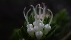 Darwinia leptantha