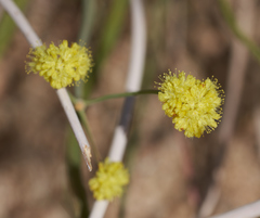 Eriogonum nudum westonii