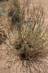 Eriogonum nudum westonii