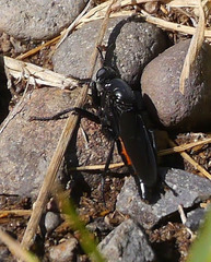 Ospriocerus