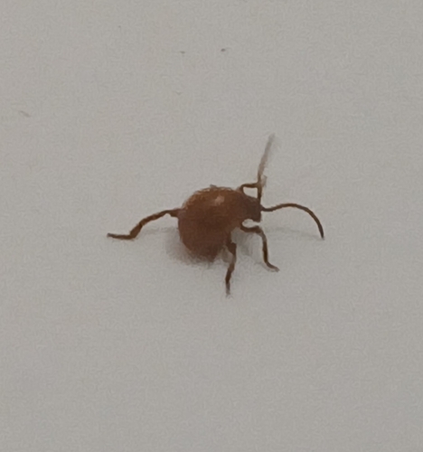 Smooth Spider Beetle photo 6