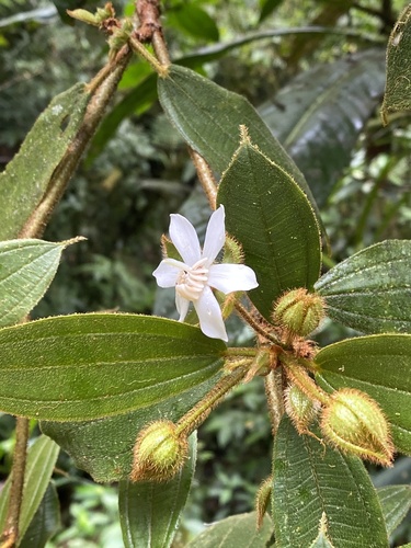 Blakea hispida