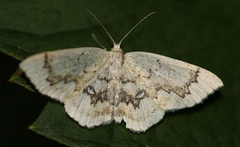 Cyclophora annularia