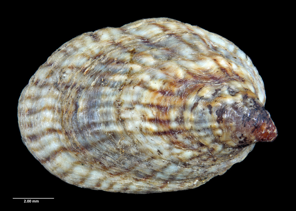Siphonaria stewartiana