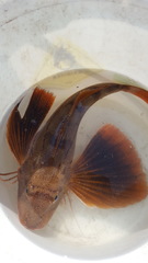 Peristedion liorhynchus