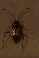 Eustictus